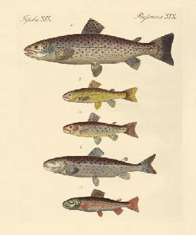 Kinds of trouts