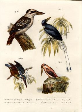 Kookaburra 1864