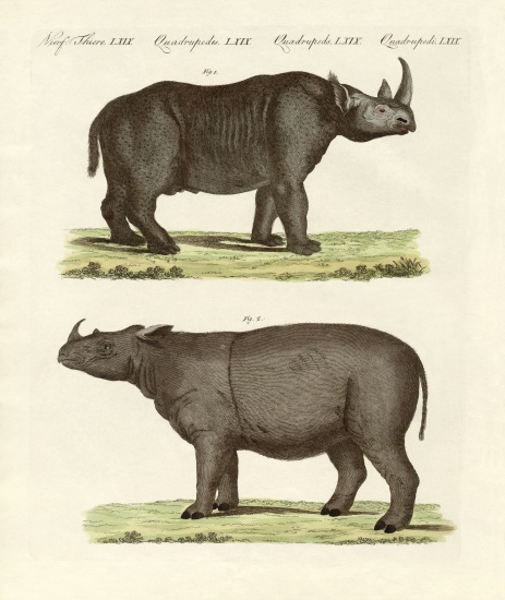 Large four-footed mammals von German School, (19th century)