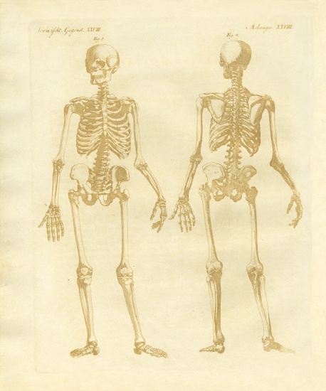 Legs structure from human bodies von German School, (19th century)