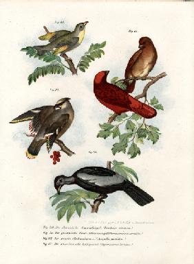 Leiothrix Bird 1864
