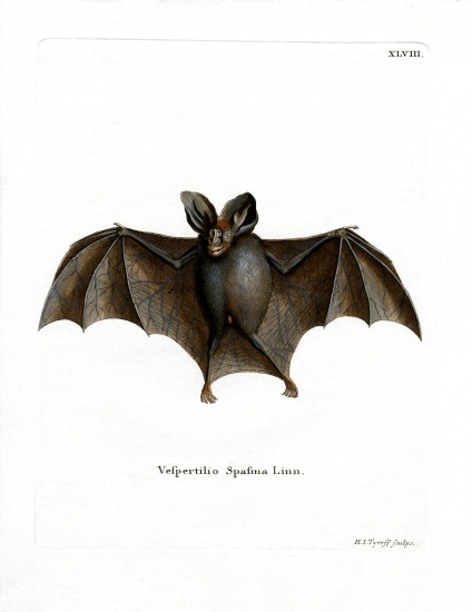 Lesser False Vampire Bat von German School, (19th century)
