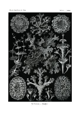 Lichenes 1899-1904