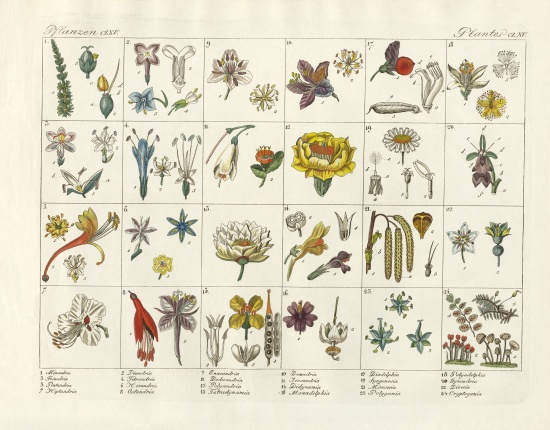 Linne's plant system von German School, (19th century)