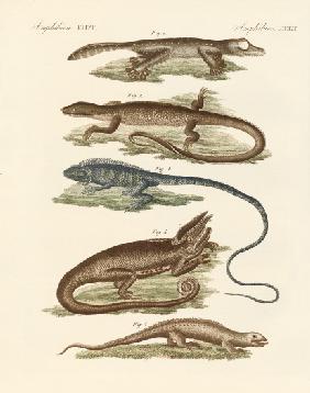 Lizards