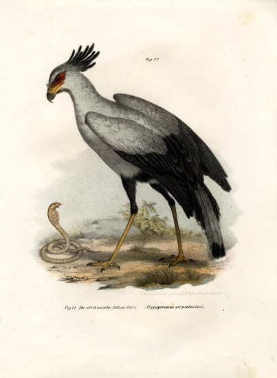 Long-legged Raptorial Bird von German School, (19th century)