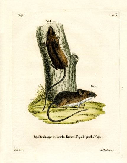 Long-tailed Tree Mouse von German School, (19th century)