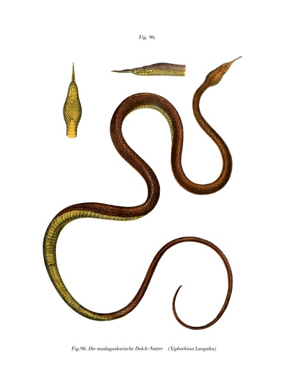 Madagascar Leaf-nosed Snake von German School, (19th century)