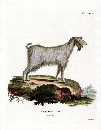 Mamber Goat von German School, (19th century)