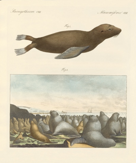 Mammals von German School, (19th century)
