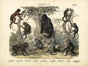 Mammals, c.1860