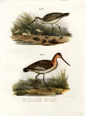 Marsh Sandpiper 1864