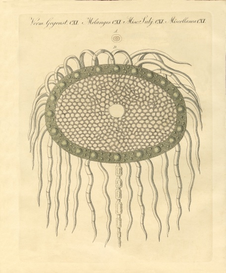 Microscopic image from the hole of the plumeless thistle-pulp von German School, (19th century)