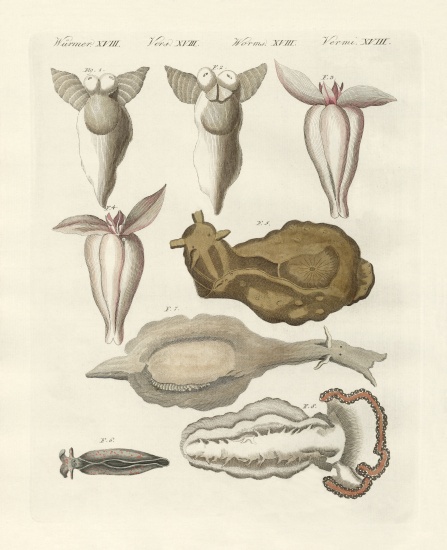 Molluscs von German School, (19th century)