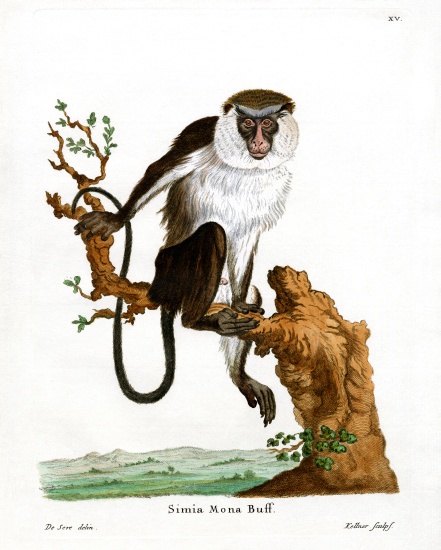 Mona Monkey von German School, (19th century)