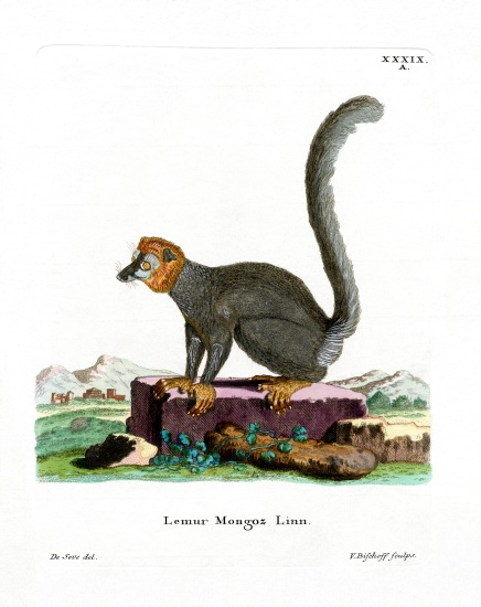 Mongoose Lemur von German School, (19th century)