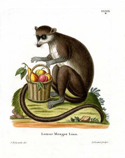 Mongoose Lemur von German School, (19th century)