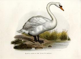 Mute Swan 1864