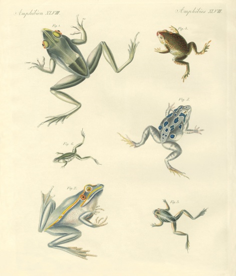 New-discovered frogs and toads von German School, (19th century)