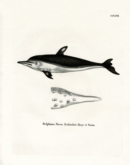 New Zealand Dolphin von German School, (19th century)
