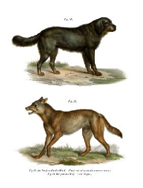 Newfoundland Dog 1860