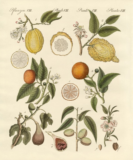 Noble tropical fruits von German School, (19th century)