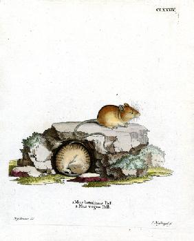 Northern Birch Mouse