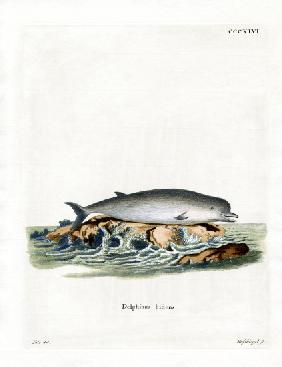 Northern Bottlenose Whale