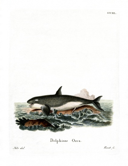 Orca von German School, (19th century)