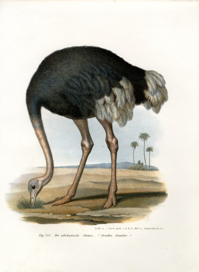 Ostrich von German School, (19th century)