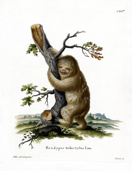 Pale-throated Sloth von German School, (19th century)
