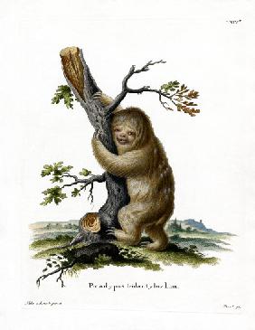 Pale-throated Sloth