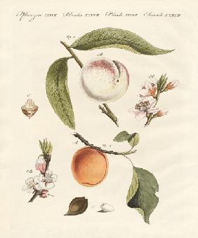 Peaches and apricots