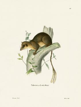 Pen-tailed Treeshrew