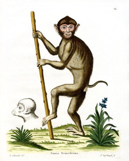 Pig-tailed Macaque von German School, (19th century)