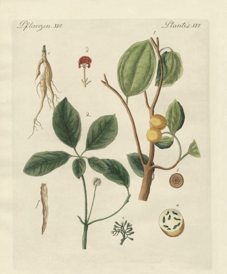 Plants from hot countries von German School, (19th century)