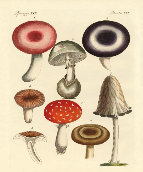 Poisonous German mushrooms von German School, (19th century)