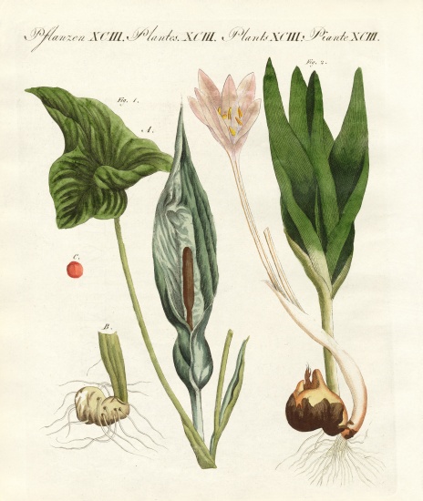 Poisonous German plants von German School, (19th century)