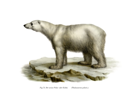 Polar Bear von German School, (19th century)