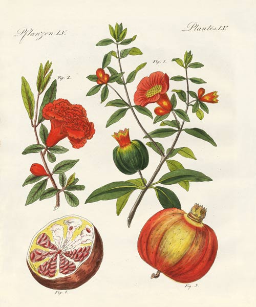 The pomegranate von German School, (19th century)