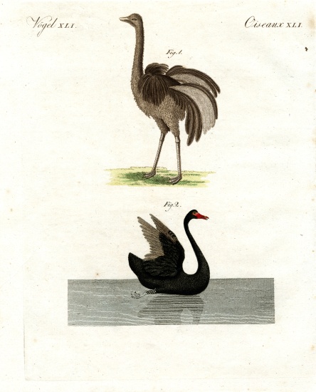 Rare birds von German School, (19th century)