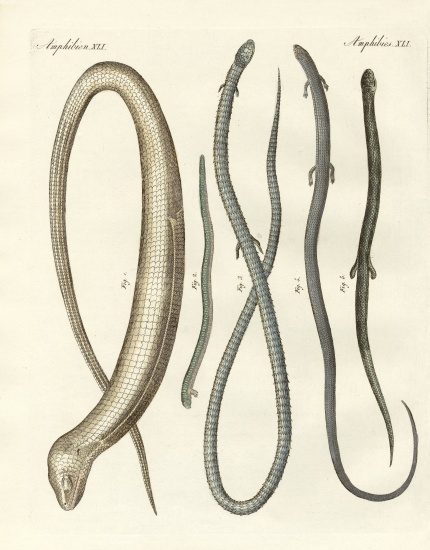 Rare reptiles von German School, (19th century)
