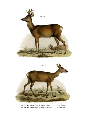 Red-Deer 1860