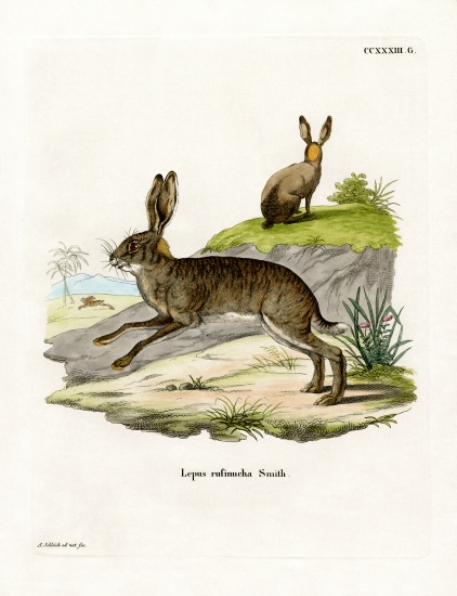 Red-necked Scrub Hare von German School, (19th century)