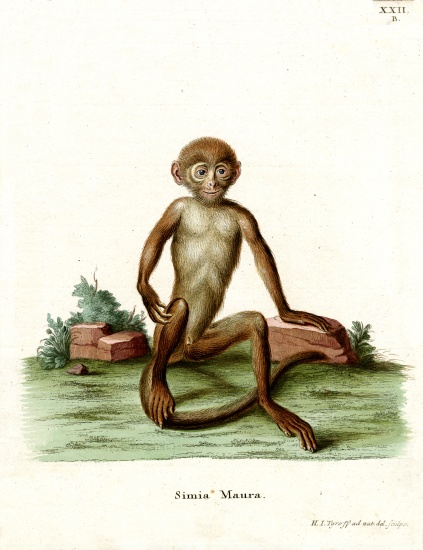 Rhesus Macaque von German School, (19th century)