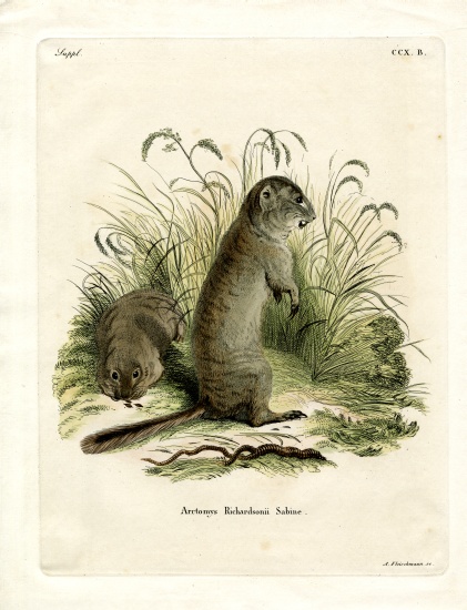 Richardson's Ground Squirrel von German School, (19th century)