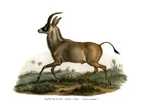 Roan Antelope 1860