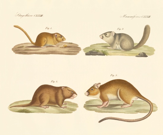 Rodents von German School, (19th century)