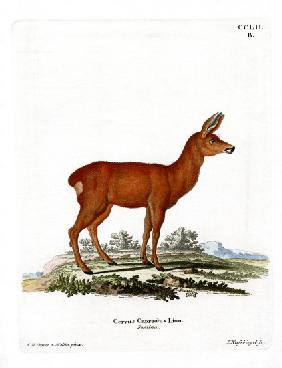 Roe Deer