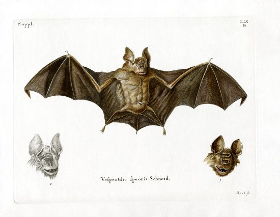 Schneider's Leaf-nosed Bat von German School, (19th century)